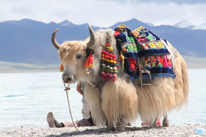 Dzo, hybrid between the yak and domestic cattle. Used as pack